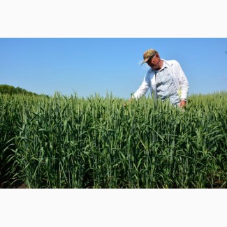 Семена озимой пшеницы Тимирязевка 150 ЭЛИТА ОТ ПРОИЗВОДИТЕЛЯ